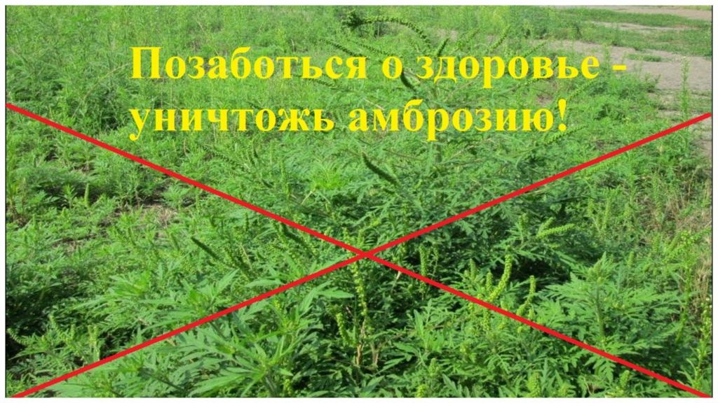 УНИЧТОЖЬ АМБРОЗИЮ!