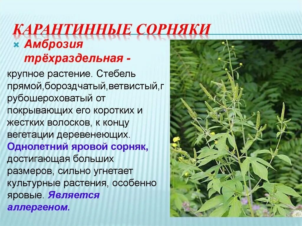 ОСТОРОЖНО! АМБРОЗИЯ!