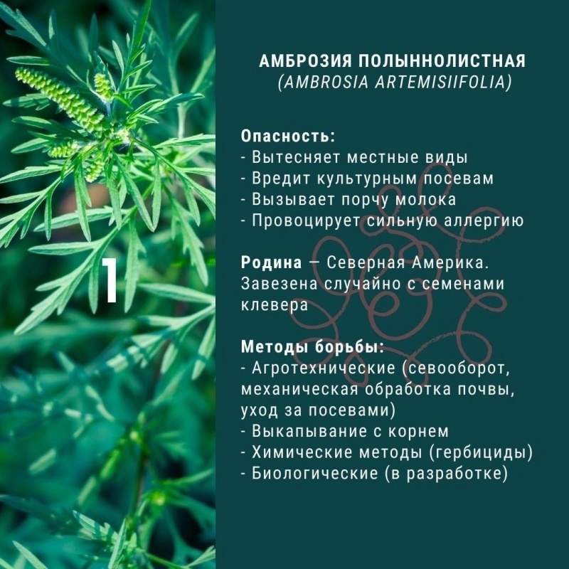 Амброзия полыннолистная, опасный сорняк!!!